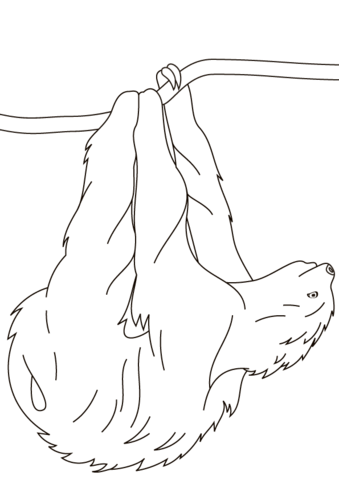 Sloth Hanging On Branch Coloring Page